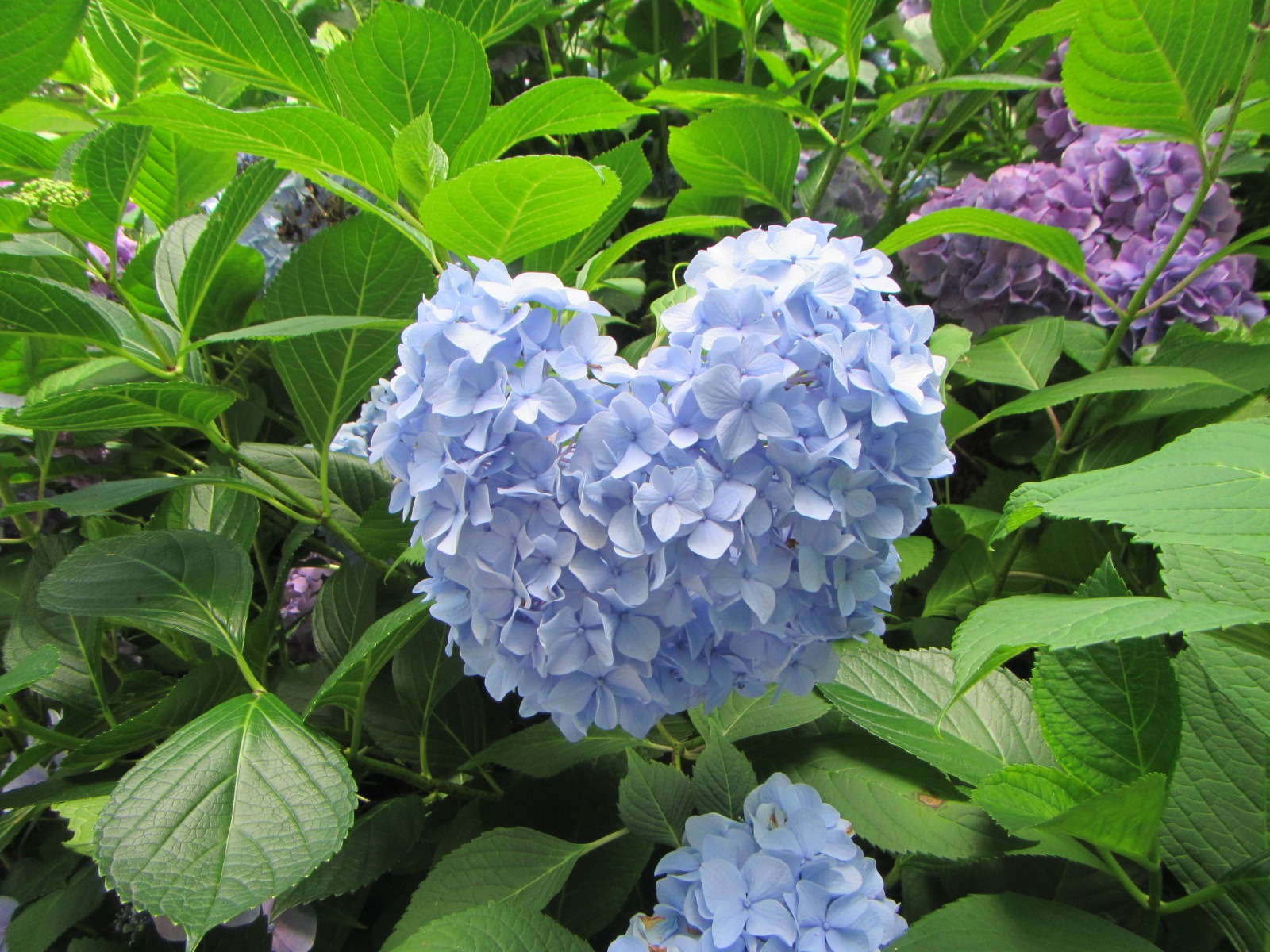 紫陽花 6月盛开的\u201c紫阳花\u201c和\u201d花菖蒲\u201c的观赏地点- LIVE JAPAN (日本的旅行·旅游